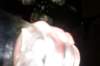cimg1018_small.jpg